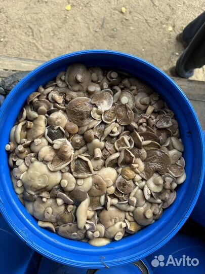 Маслята солено отварные