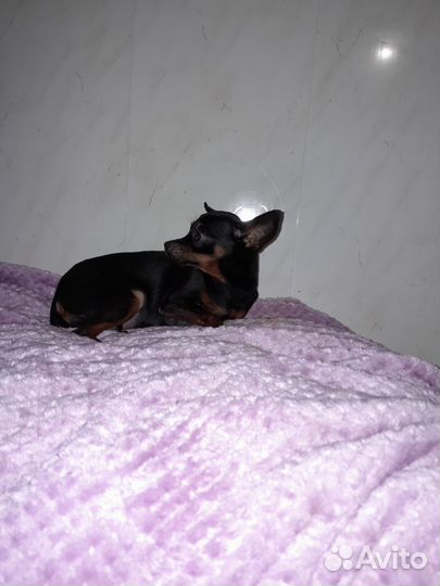 Той-терьер девочка