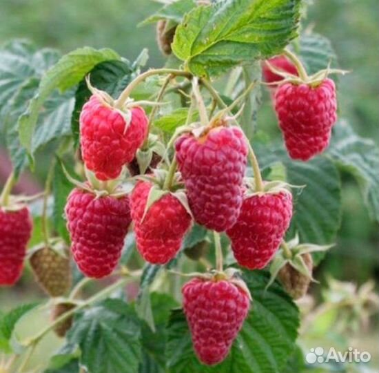 Продам саженцы сливы терн, малины, черной смородин