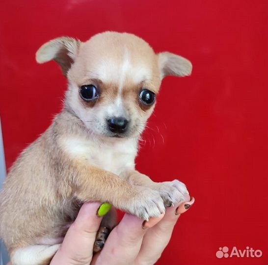 Щенки Чихуахуа девочка