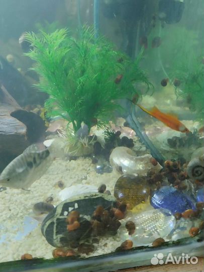 Улитки аквариумные катушки