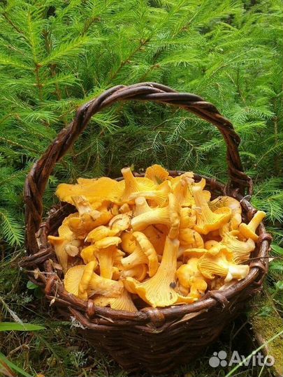 Белые грибы и лисички