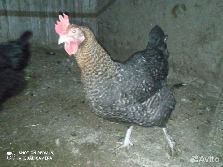 Куры и цыплята