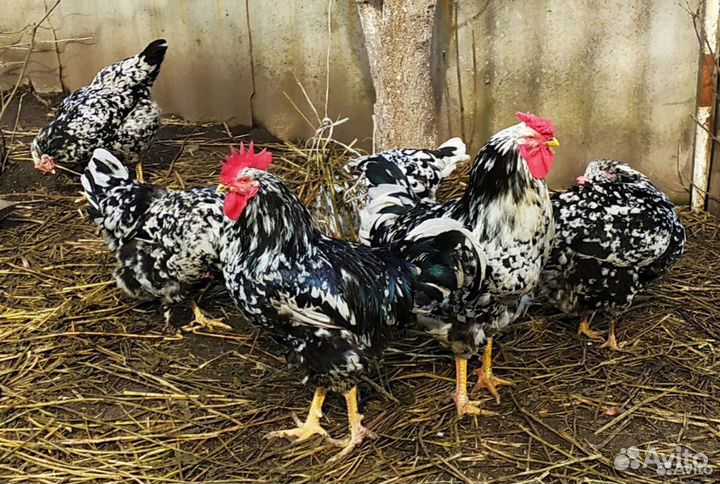 Куры петухи
