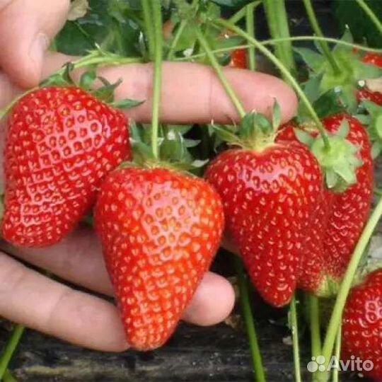 Рассада клубники альба