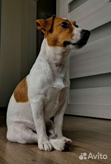 Джек рассел вязка