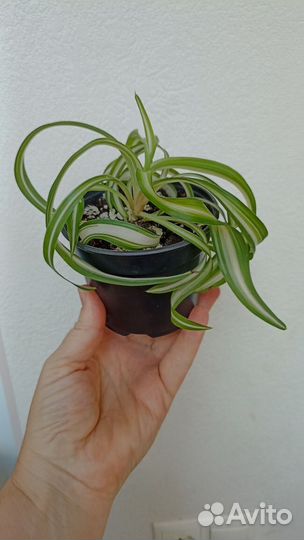 Хлорофитум кудрявый (Бонни) (Chlorophytum comosum