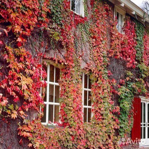 Декоративный виноград Вичи