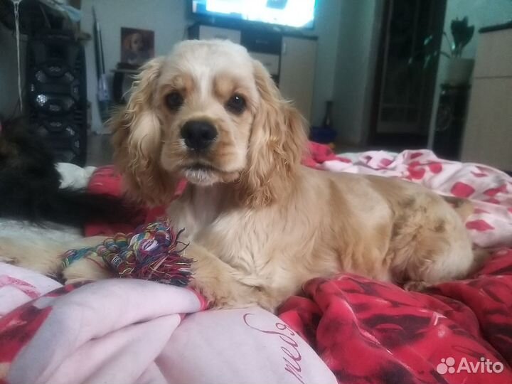 Кокер спаниель