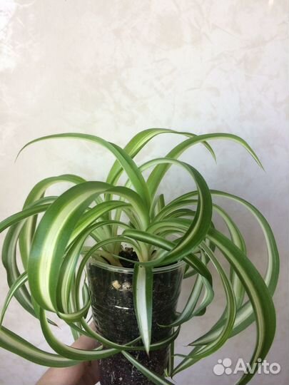 Хлорофитум Бонни, Филодендрон Бурле макс