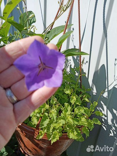 Цветы для сада