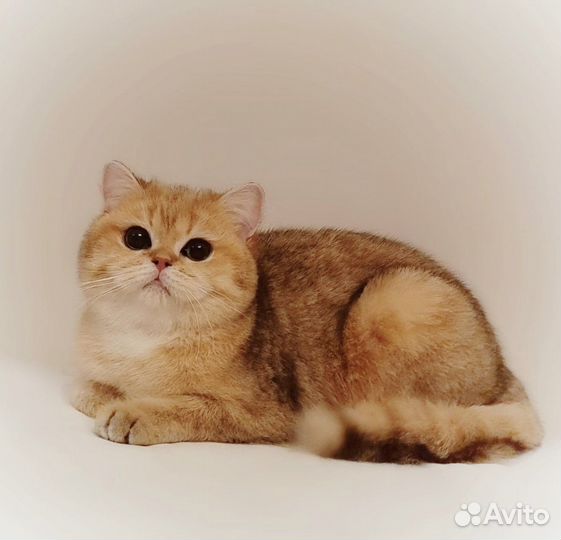Британская кошка