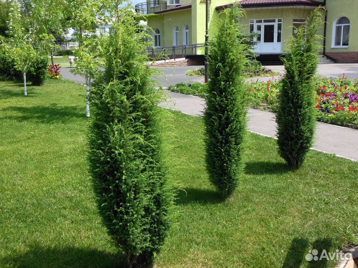 Туи премиум