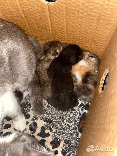 Котята в добрые руки