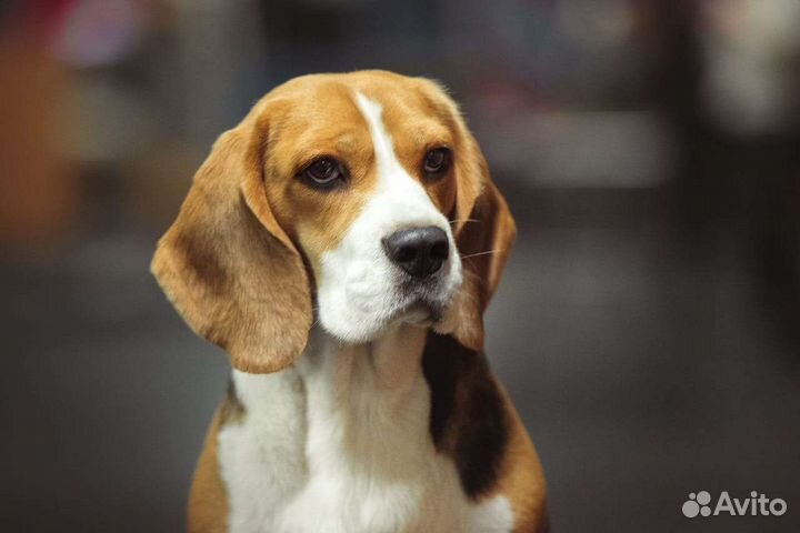 Щенки Бигля