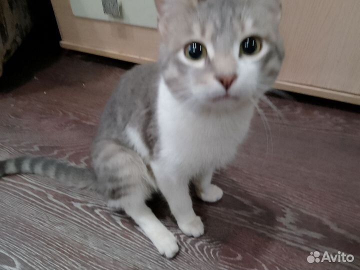 Передержка всех животных