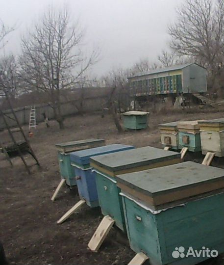 Продам пчелосемьи и пчелопакеты