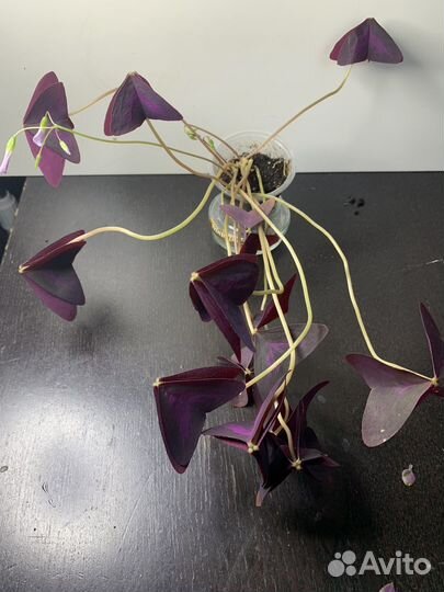 Кислица фиолетовая и шведский плющ