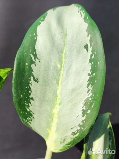 Аглаонема Сильвер Блю - Silver Blue