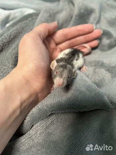 Крысёнок, крыса девочка