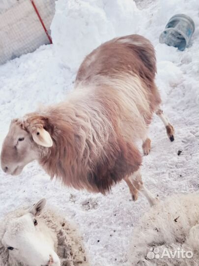 Баран на племя