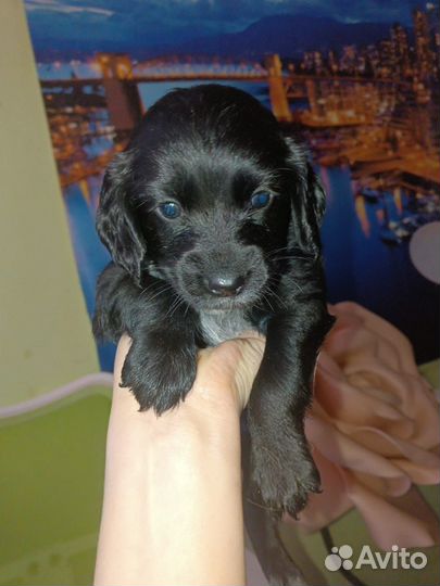 Спаниель помесь