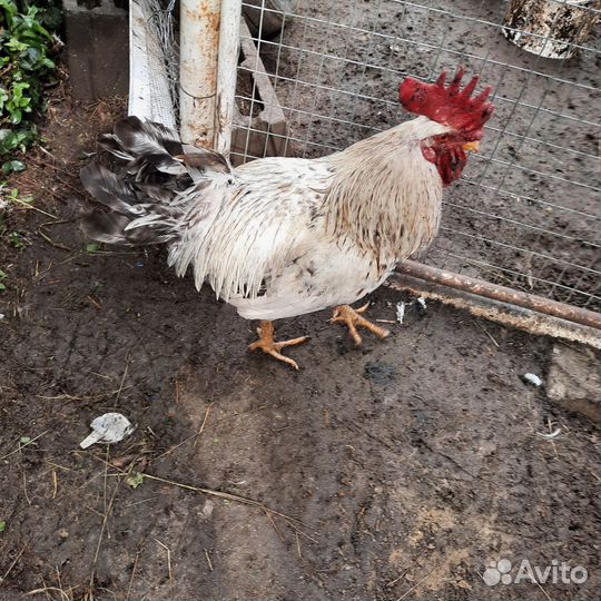 Петух кохинхин