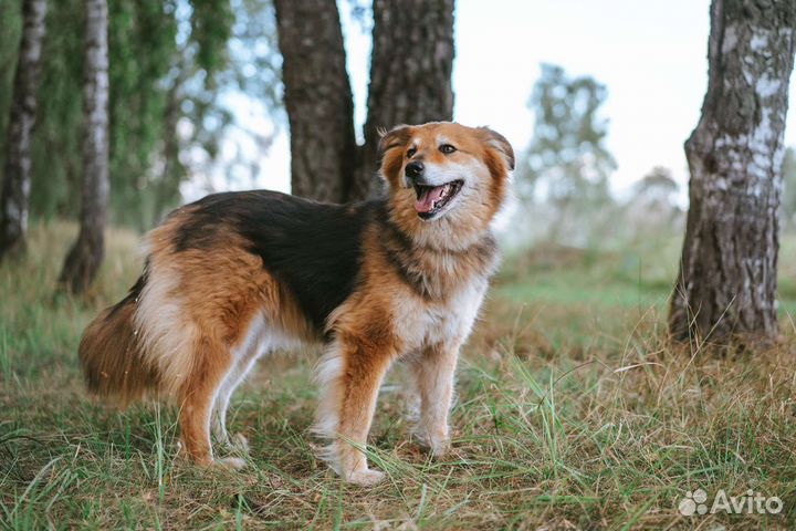 Милашка Герда в добрые руки