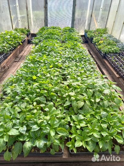 Рассада цветы и овощей