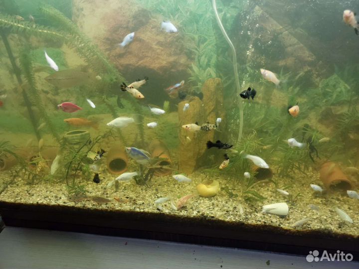 Аквариум