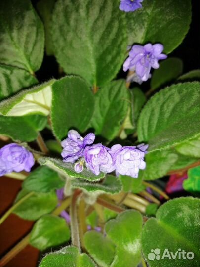 Фиалка в горшке