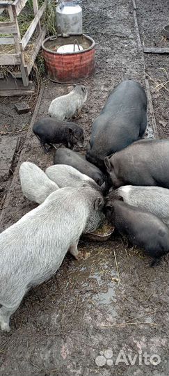 Вьетнамские поросята, Козлята