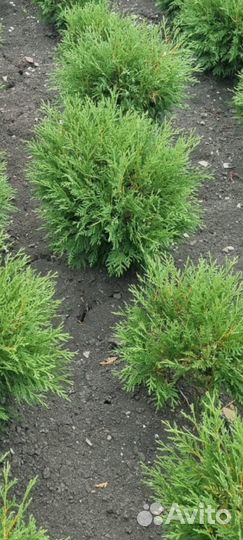 Можжевельник сосна туя колонновидная