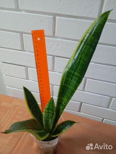 Домашние растения