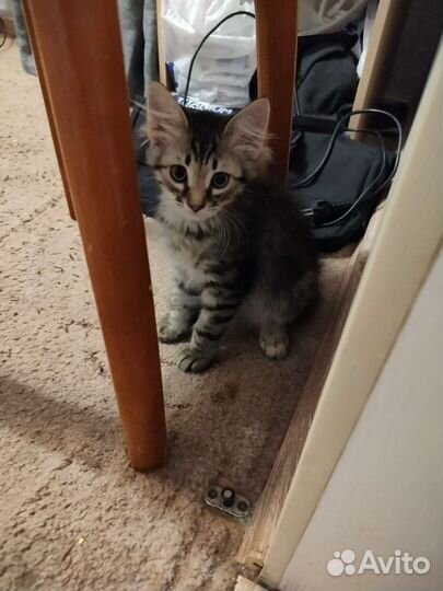 Котёнок, привезу, помогите найти семью)