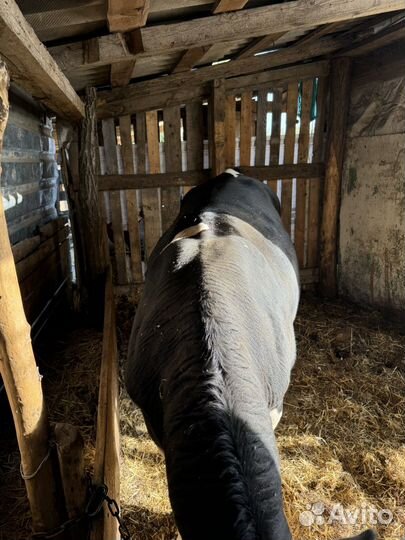 Быки на мясо