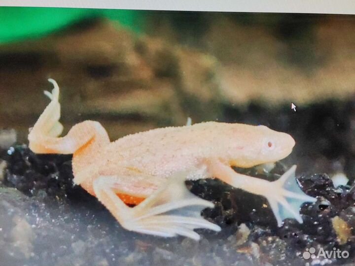 Карликовая лягушка гименохирус белая 2см Аквариум