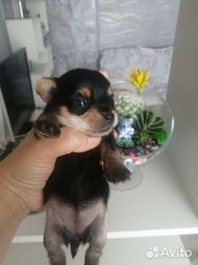 Йоркширский терьер micro
