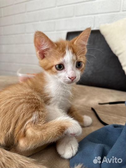 Котята девон-рекс