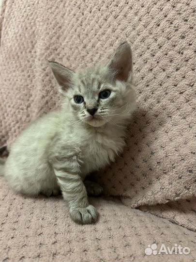 Отдам котенка в добрые руки