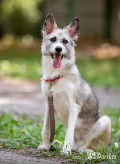 Собака в добрые руки отдам бесплатно