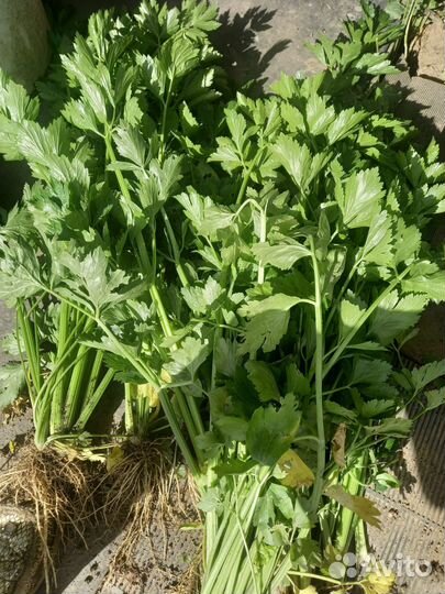Сельдерей