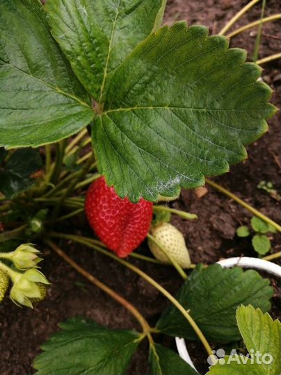 Рассада клубники Альба