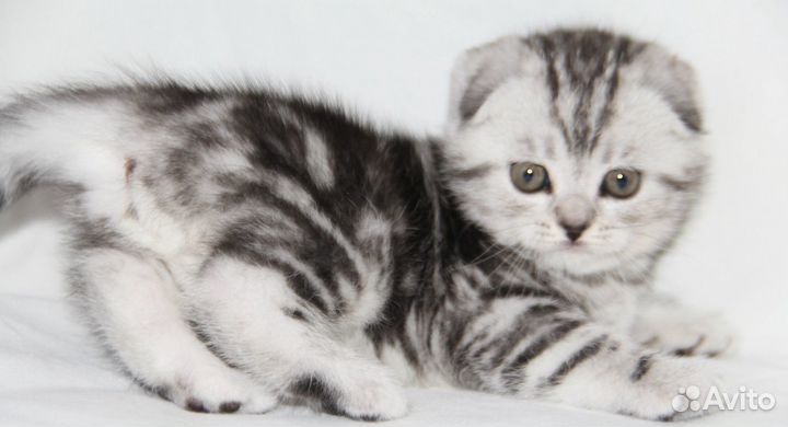 Шотландские серебристо-мраморные котята