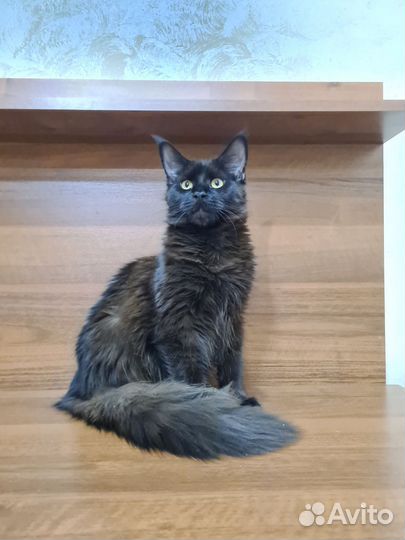 Котята мейн-кун