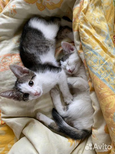 Малыши в семью