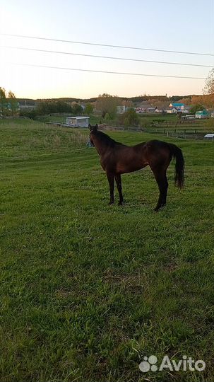 Лошадь полукровная