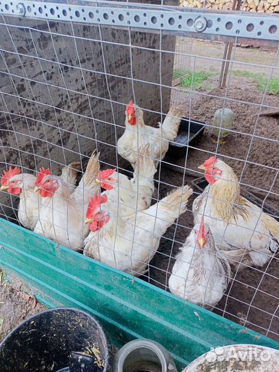 Молодые петушки