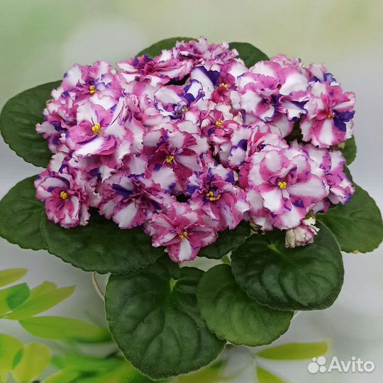 Пасынки фиалок-химер