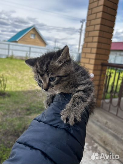 Кошка в дар